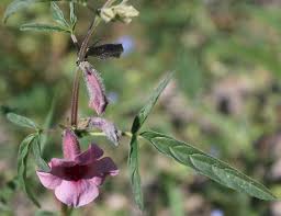 Image result for Sesamum angustifolium