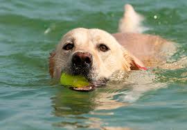 Can Swimming In A Pond Or Lake Kill Your Dog Dr Marty Becker