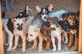 Roughly 90 percent of puppies in pet stores come from puppy mills. 10 Signs Your Dog Is From A Puppy Mill Petguide