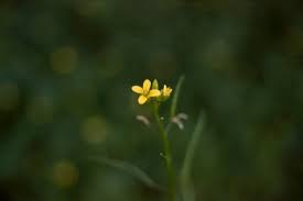 Image result for Erucastrum