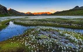 Feel free to download all of these desktop background. Hd Wallpaper Freshwater Marsh Swissalps Fluffygrass In Kanton Tessin Landscape Wallpaper 4k Ultra Hd Tv Wallpaper For Desktop Laptop Tablet And Mobile Phones 3840 2400 Wallpaper Flare