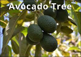 Check spelling or type a new query. Fruit Trees Garden Center Landscape Supply In Tampa Bay
