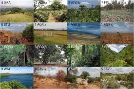 Image result for Megalochlamys revoluta