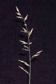 Image result for Schmidtia pappophoroides