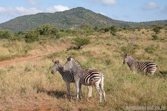 Manyoni Private Game Reserve