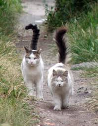 Farms, airbases, rubbish tips etc. Neighborhood Cats How To Tnr What Is A Feral Cat