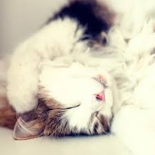 Here's your complete guide to finding something to do. 5 Signs That Your Cat Is Bored
