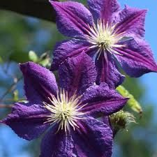 We did not find results for: Clematis Star Of India Clematis Star Of India Uploaded By Denise16