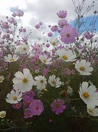 South African Cosmos South African Flowers African Plants Flower Pictures