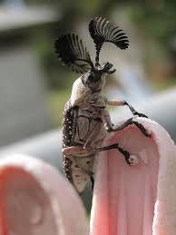 Black And Red Caterpillar With Horn Feather Horn Beetle Weird Animals Animals Bugs Cool Insects