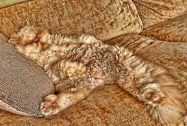 We did not find results for: 30 Aksi Kamuflase Kucing Lucu Yang Menggemaskan