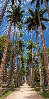 Botanic Garden Rio De Janeiro Jardim Botanico Locais Para Lua De Mel Fotos Do Rio Jardim Botanico Rj