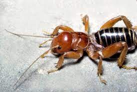 Camel spiders have become famous since the beginning of the 2000s, when the first american soldiers entered iraq. Faq
