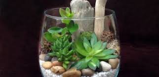 Epingle Sur Plantes