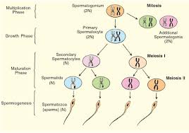 Meiosis - Wikidoc