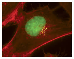 Secreted as part of the adaptive immune response by plasma b cells, immunoglobulin g constitutes 75% of serum immunoglobulins. Goat Anti Mouse Igg H L Cross Adsorbed Alexa Fluor 430 A 11063
