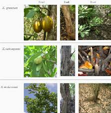 Image result for Xylocarpus