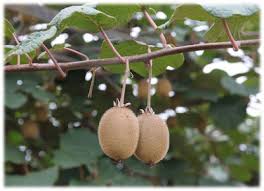 Kiwi Pour Bebe Cubes Petits Pois