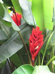 Image result for Musa sp. (Ornamental bananas)