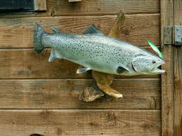 All of our two sided rainbow trout full mounts are made of fiberglass for a lifetime of enjoyment and are. Fish Mounts Taxidermy Hunting New York Ny Empire State Hunting Forum Bow Hunting Fishing Bear Deer