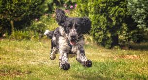 Image result for anglický špringršpaněl