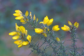 We offer a wide array of happy easter flowers for delivery. Native Plants Of Ireland Avas Flowers Avas Flowers Native Plants Plants