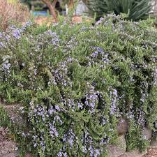 Image result for Rosmarinus officinalis