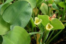 Image result for Limnocharitaceae