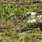 Image result for Cycnium