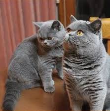 Most cat lovers are drawn to british shorthair kittens because of their round features such as their eyes, face, ears, paws, and most especially their body frame that makes them more although this breed is known for its blue coat, we have a british shorthair for sale that has a different coat color. British Shorthair Breeders Australia British Shorthair Kittens For Sale British Shorthair Cats British Shorthair Breeders British Blue Cat