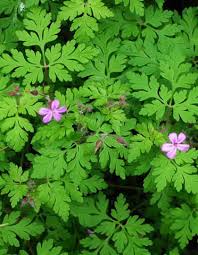 Robertianum is an annual or biennial to 30cm, forming a rosette of deeply dissected, aromatic leaves, with large, open sprays of pale pink. Herb Robert Tea Tincture Anti Cancer Natural Herbal Remedy