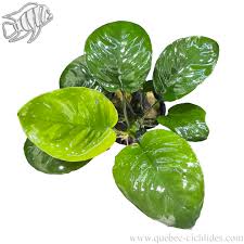 Image result for Astropanax barteri