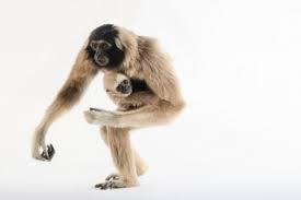 Image result for Hylebates