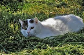 Home solutions, outdoor solutions, indoor solutions 9 Ways To Keep Cats Out Of Your Yard And Garden Easy Humane Excited Cats