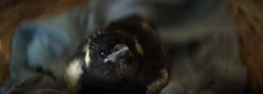 Penguin bloom 2020 watch online in hd on 123movies. Everything You Need To Know About Penguin Bloom Movie 2021