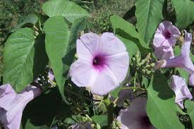 Image result for Ipomoea tuberculata