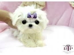 The dog is highly sought after because they are attractive, charming and are known to be very devoted to their owners and those who surround them, and regardless of what. Maltese Puppies For Sale Precious Micro Tiny Teacup Maltese Extreme Babydoll Face Really Cute Puppies Teacup Puppies Maltese Maltese Puppy