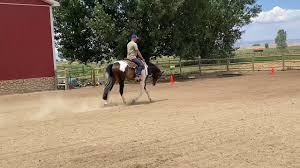 The best open horse show in northern colorado. Sold A Fabulous Fairytale 3yr Old Gelding By Ultimately Fabulous Youtube