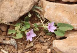 Image result for Ipomoea tenuipes