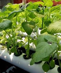 Catat 3 cara menanam dan memupuk bayam yang benar. 8 Cara Menanam Bayam Hidroponik Sederhana