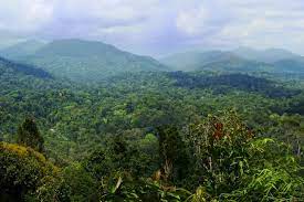 Do not head out to taman negara if you are expecting to spot bigger animal species. Taman Negara National Park Eastravel Aito