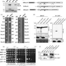 Image result for Pseudomussaenda stenocarpa