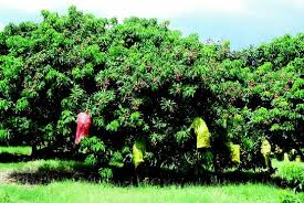 There are better ways to keep squirrels away from your home. The Conflict Between Pteropodid Bats And Fruit Growers Species Legislation And Mitigation Springerlink