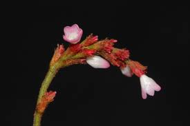Image result for Persicaria strigosa