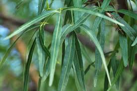 Image result for Searsia lancea