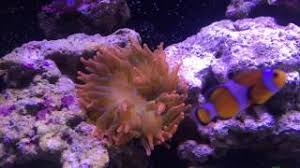 Speckles = exactly what it sounds like, the tentacles and body have specks everywhere Gorgeous Rainbow Rbta Rose Bubble Tip Anemone Youtube