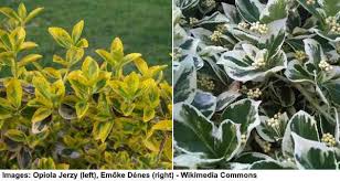 Flowering plants, trees and shrubs provides information on these types of plants. Types Of Shrubs 18 Different Types Of Bushes To Grow In The Yard