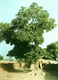 Image result for Ficus pygmaea