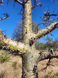 Image result for Commiphora tenuipetiolata