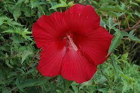 Five petaled hollyock like flowers with ruffled slightly overlapping. Lord Baltimore Hibiscus Hibiscus Lord Baltimore In Columbus Dublin Delaware Grove City Gahanna Bexley Ohio Oh At Oakland Nurseries Inc
